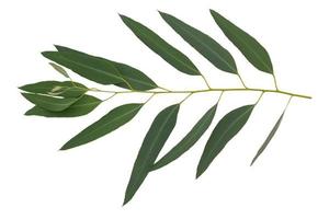 Isolated eucalyptus leaves on white background. Clipping path photo