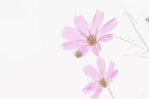 Pastel pink of cosmos flower photo