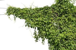 vine plant climbing isolated on white background. Clipping path photo