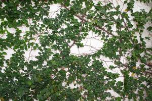 Vine Branch with leaves on wall background photo