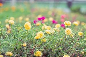 portulaca hermosas flores en suave luz cálida. fondo de naturaleza borrosa del paisaje otoñal vintage. foto