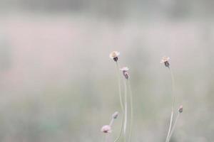 meadow flowers in soft warm light. Vintage autumn landscape blurry natural background. photo