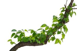 vine plant climbing isolated on white background with clipping path included. photo