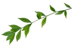 Green Leaves isolated on white background with clipping path included. photo