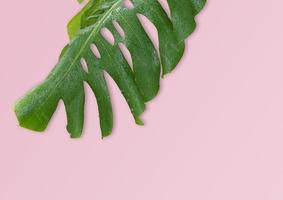 Tropical spring leaves, plant in pink pastel background photo