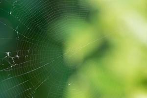 telaraña sobre fondo verde borroso foto