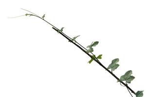 vine plant isolated on white background. Clipping path photo