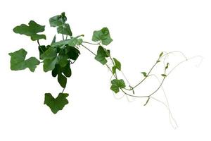 escalada de plantas de vid aislado sobre fondo blanco. trazado de recorte foto