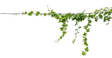 Plants ivy. Vines on poles on white background photo