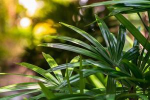 palm leaves dark background photo