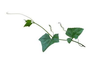 vine plant isolated on white background. Clipping path photo