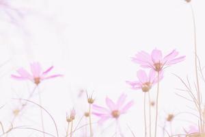 Pastel pink of cosmos flower photo