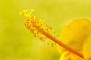 flor de hibisco polen fondo amarillo foto