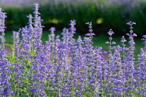 lavender flower beautiful in nature photo