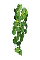 vine plant climbing isolated on white background. Clipping path photo