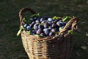 ciruela azul, deliciosa fruta dulce morada en una cesta de madera hecha de vides, tiempo de cosecha en el huerto, fruta de otoño de temporada, ingrediente vegetariano orgánico, jardín ucraniano, prunus domestica, símbolo japonés