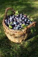 ciruela azul, deliciosa fruta dulce morada en una cesta de madera hecha de vides, tiempo de cosecha en el huerto, fruta de otoño de temporada, ingrediente vegetariano orgánico, jardín ucraniano, prunus domestica, símbolo japonés foto