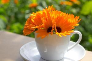 hermoso primer plano de flores de caléndula en una taza blanca, imagen de estado de ánimo romántico, impresión para postal, lienzo de pared, diseño de portada, afiche, calendario, decoración del hogar, tarjeta de felicitación del día de las madres foto