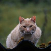 beautiful stray cat portrait looking at the camera photo