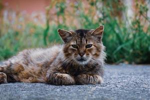 beautiful stray cat portrait looking at the camera photo