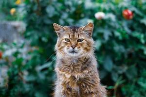 beautiful stray cat portrait looking at the camera photo