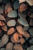 hojas de plantas marrones en la naturaleza en la temporada de otoño, fondo marrón foto