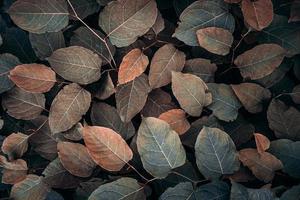 hojas de plantas marrones en la naturaleza en la temporada de otoño, fondo marrón foto