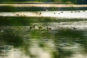 el ganso salvaje flota en el lago de la tarde mientras la luz dorada se refleja en la hermosa superficie del agua. foto