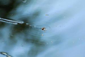 un pequeño insecto, una avispa atrapada en el agua, ahogada, luchando por la vida. foto