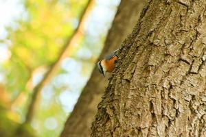 European robin Erithacus rubecula sitting on a tree branch photo