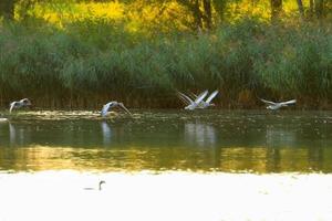 wild goose flaying near the Danube water stream photo