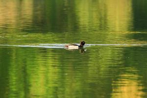 wild ducks on the lake near danube river in Germany photo