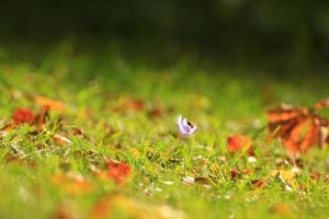flor de azafrán en el parque en la temporada de otoño foto