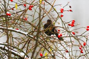 blackbird sitting on a tree branch in winter time photo