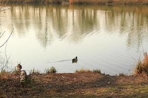 Pato mallard macho en el agua cerca del río Danubio foto