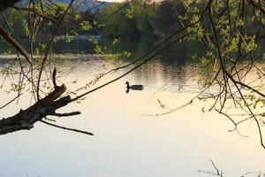 pato salvaje nadando en un lago dorado mientras la puesta de sol se refleja en el agua. imagen minimalista con silueta de ave acuática. foto