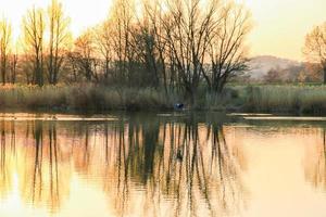 gray heron flying over Danube River bathed in the colors of the golden hour of sunset. photo