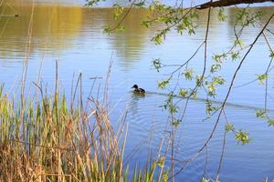 male Mallard duck in the water near Danube river photo