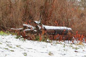 pile of wood covered with first snow photo