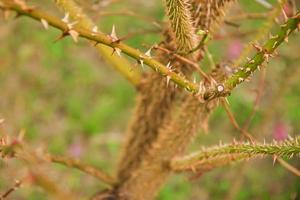 thorny dog rose branches. Green wild rose branch with many little and big sharp and poitny orange thorns photo