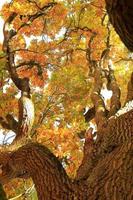 old oak tree branches in autumn season photo