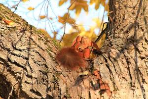 Portrait of Eurasian red squirrel climbing on tree in the park photo