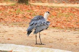 garza gris cerca de un estanque en la temporada de otoño foto