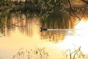 pato salvaje nadando en un lago dorado mientras la puesta de sol se refleja en el agua. imagen minimalista con silueta de ave acuática. foto