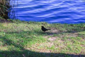 un mirlo hembra buscando comida en el suelo foto