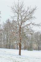 white snow on a bare tree branches on a frosty winter day photo