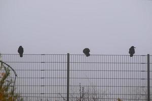 cuervo sentado en la valla en la niebla de la ciudad foto