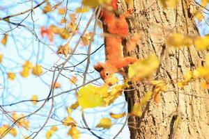 Portrait of Eurasian red squirrel climbing on tree in the park photo