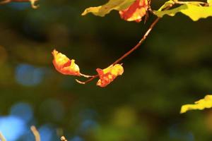 árboles de otoño y hojas con follaje colorido en el parque. foto