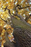 old oak tree branches in autumn season in the park photo